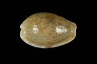 藏品(腰斑寶螺)的圖片